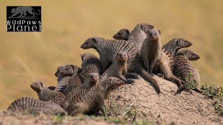 The Banded Mongoose: A Closer Look