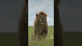 The real life lion king filmed in Serengeti National Park #lion #safari #wildlife