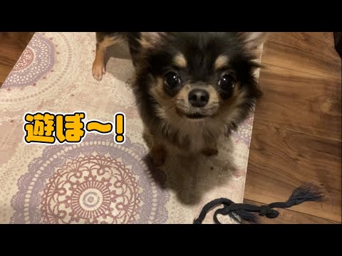 遊んで欲しくてキッチンにまでオモチャを持ってくる愛犬♬【チワワ多頭飼い】