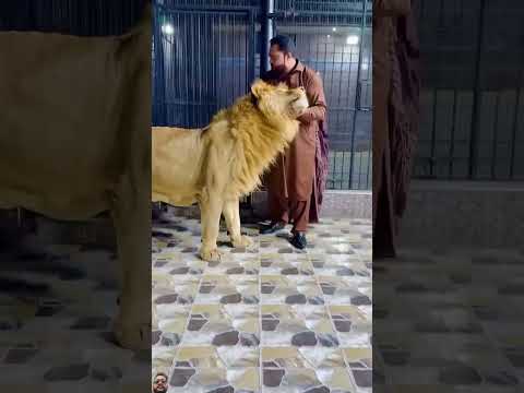 #lion #asiaticlion #tiger #lioncubs #animals #lionslover #zoo #lionslife #love #lionsplaying