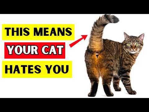 9 SECRET Cat Tail Signs (I Bet You Don’t Know them All!)