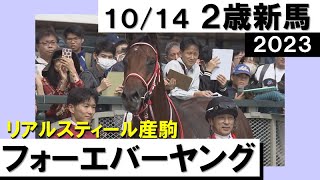 《2023年 新馬》4馬差圧勝！フォーエバーヤング　10月14日(土)京都 ダート1800ｍ　実況：川島壮雄【カンテレ公式】