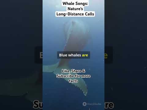 Whale Songs: Nature's Long-Distance Calls #facts #nature #seacreatures #oceanlife #marinewater