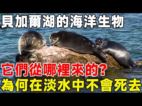 貝加爾湖的海洋生物，它們從哪裡來的？ 為何在淡水中不會死去#科普頻道 #科普