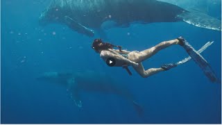 The Majestic Life of Whales: Secrets of Ocean Giants | Whale Behaviors & Conservation