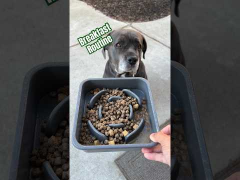 Breakfast Routine for Our Pups #canecorso #frenchbulldog #dogfood #breakfast #weekend