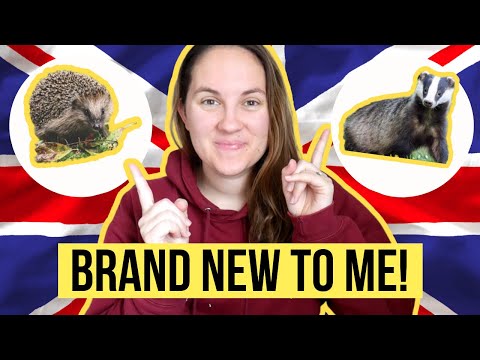 I had NEVER SEEN these ANIMALS before moving to the UK! // hedgehogs?!