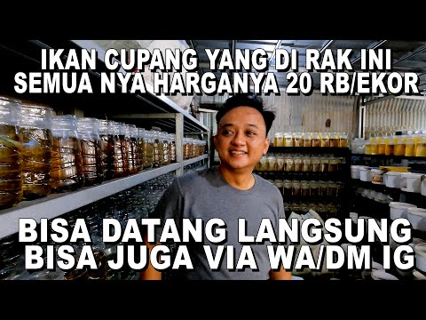 CUPANG YANG ADA DI RAK SEDANG ADA PROMO