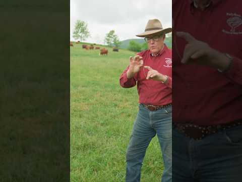 How to use rotational grazing & stimulate pasture growth for cattle grazing #regenerativeagriculture