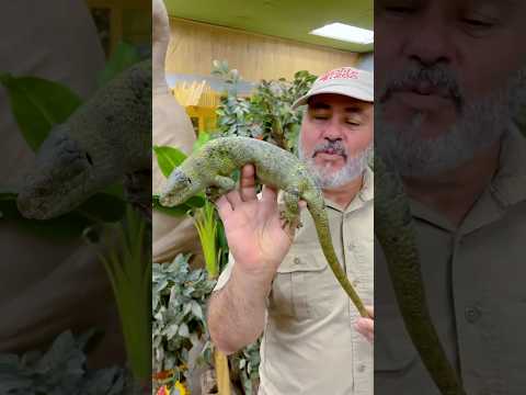 This is a Monkey Tailed Skink🙌🤩