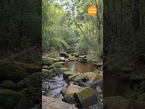 อยู่กับธรรมชาติ ให้ธรรมชาติ​บำบัด 🌴🌱🌳🌿| เดินเที่ยวชมน้ำตกในป่าภูกระดึง  #อุทยานแห่งชาติภูกระดึง