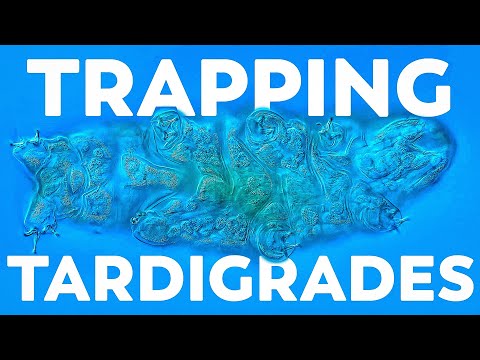 We Built A Tardigrade Trap, And It Worked