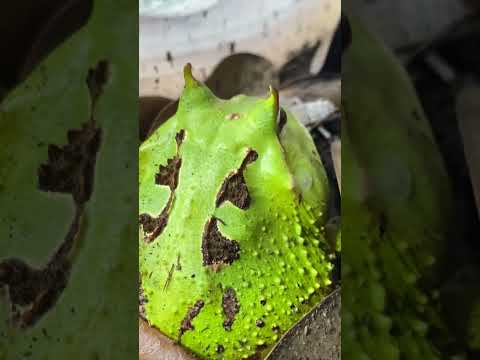 Adorable frog named Avocado tries to catch and eat crickets!