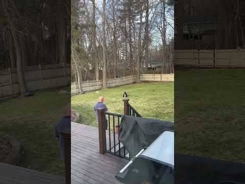 Bernese Mountain Dog Puppy Wants to Play