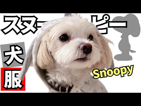 【犬服レビュー】スヌーピーになったチワプーが可愛すぎる【＃066】A cute dog transformed into Snoopy