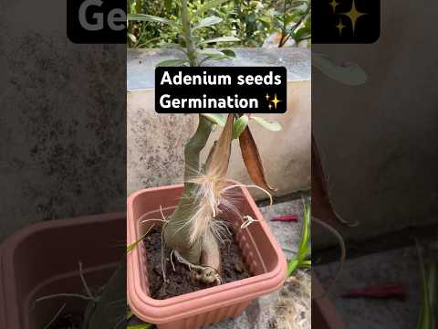 Adenium Seed Germination✌️ #shorts #shortsvideo #adenium #adeniumcare #gardening #gardeningtips #yt