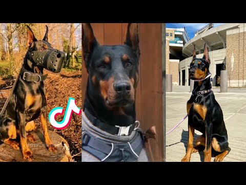 Dobermans are Badass and Cute - Tiktok Compilation!