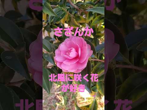 さざんか(森進一)北風に負けない花が好き2024 #music #song #さざんか #flowers #森進一  #winter 　#osaka