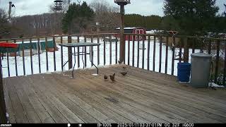 Starlings enjoying the leftover birdseed on the deck trail cam 20250113