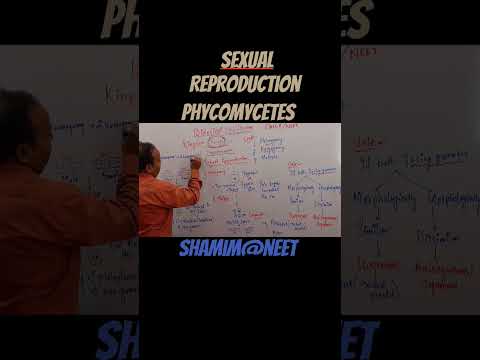 Sexual Reproduction in phycomycetes#shortsfeed#shortfeeds