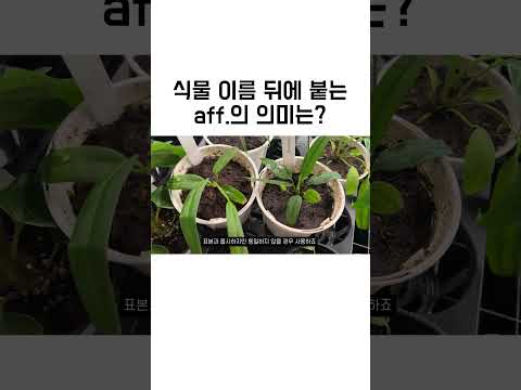 식물 이름 뒤  aff의 의미 #식물정보