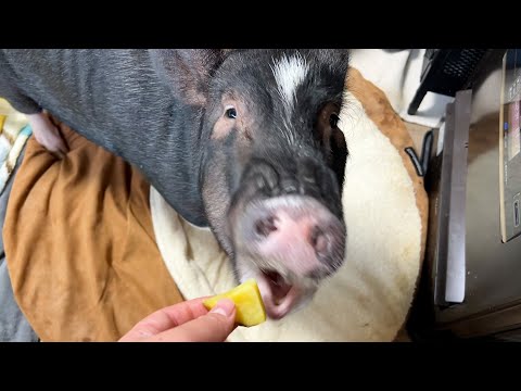 An ordinary day spent with an adolescent pig