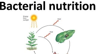 Autotroph, heterotroph, chemolithotroph etc.