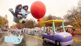 Bluey at Macy's 2024 🎈💙 | Parade Day Highlights featuring the Grannies! 👵 | Bluey