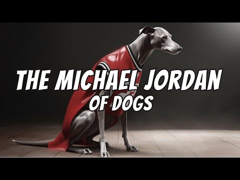 Whippet Facts: 10 "Quick Facts" You Never Knew