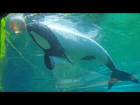 Juan Playing with a Toy - Aquatica Orlando - August 20, 2024