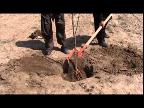 vid mail anhdo planting almond sapling pashto