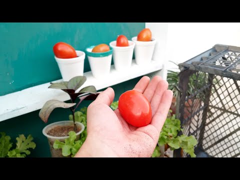 From Hydroponics to Harvest: The Secret to Growing Perfect Tomatoes.