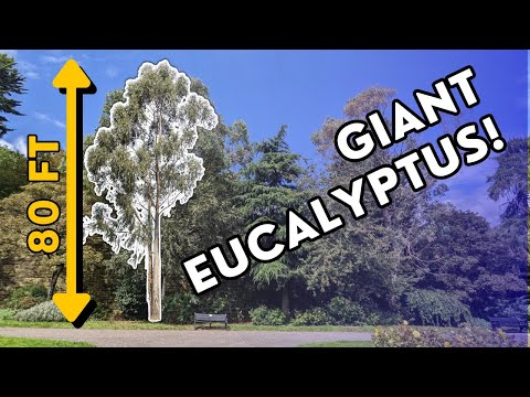 WATCH THIS before planting a eucalyptus gunnii tree!