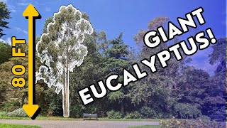 WATCH THIS before planting a eucalyptus gunnii tree!