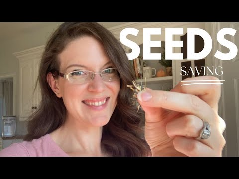 Saving HUNDREDS of Marigold Seeds... from 6?!