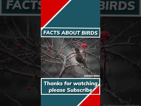 Amazing facts about Bird 🕊️ #top5fact #amazingfact #factsvideo #newfacts #shorts #ytshorts #part1