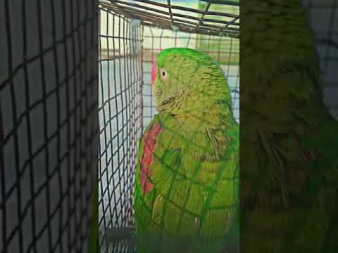 My parrot is angry 😰 #parrot #parrotlover #shorts #shortfeed #shortvideo