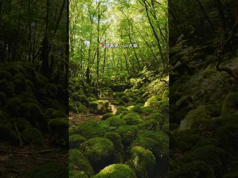 まるでもののけ姫の世界、巨石群に水苔が群生する自然の聖域