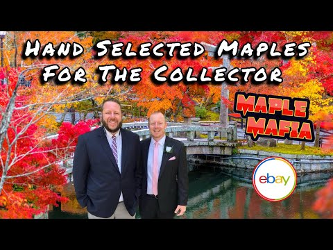 Maple Mafia eBay Breakdown For 12/15/2024 | Hand Selected Japanese Maples For The Collector