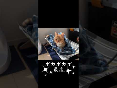 寒い冬を乗り越える方法 #shorts #猫 #猫のいる暮らし