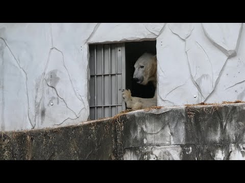 20241020⑧扉開けも○ゲつくりもセルフなフブキ