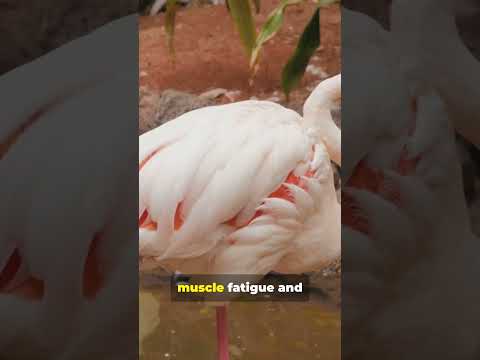 What's the REAL Reason Flamingos Stand on One Leg? #shorts  #wildlifeeducation #wildlifeinsights