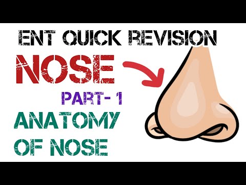 Nose Anatomy 101: External Features, Medial Wall, and Lateral Wall Demystified