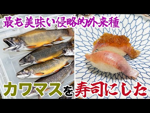 最も美味い侵略的外来種カワマスを寿司にした