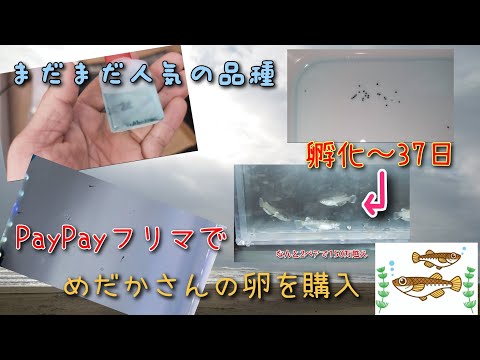 【PayPayフリマ】今回は、ヤフオクではなくPayPayフリマでまだまだ人気のあるメダカさんの卵を購入。孵化〜37日𓆜育てたら欲しかった品種のめだかになるのか？