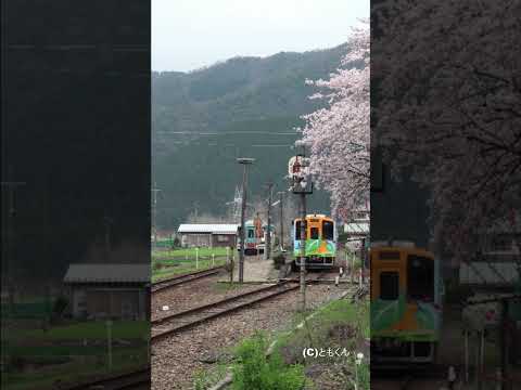 樽見鉄道神海駅　桜のあった頃　発車シーン　 #鉄道