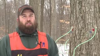 Early Maple Tree Tapping