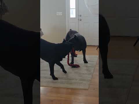 Giant Cane Corso's #canecorso #dog #shorts