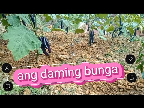 part2 . harvestingtalong #smallgardenideas#buhayprobinsya