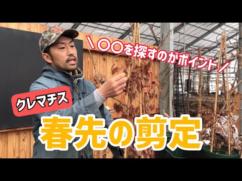 【園芸】2月頃から作業！春先の剪定を徹底解説